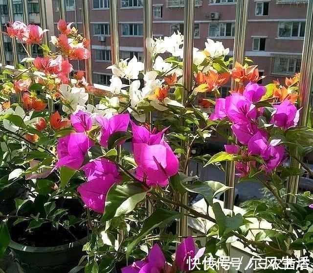 三角梅这样施肥, 根壮枝条粗, 不断出花苞, 一直开花不间断