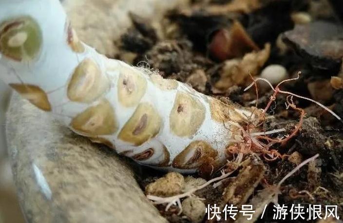 多肉长气根危害大,弄清这些原因,对症下药不用慌