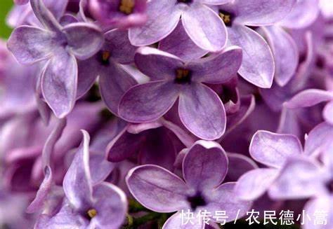 千里之香|养花试试这几款，在庭院里多种一些直接开成花海，特别的漂亮