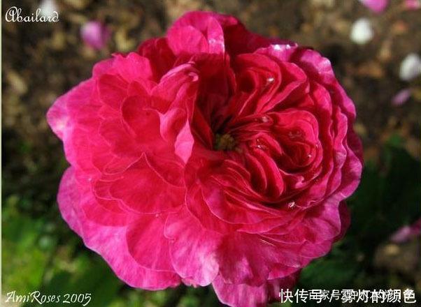 20款古老月季。数百年唯美传承，个个经典又抗病。远胜现代月季