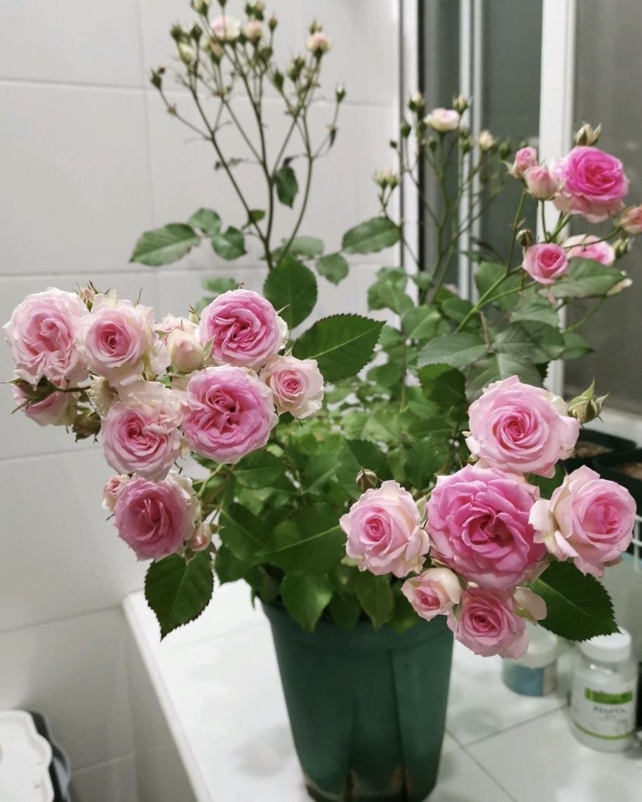 浇花|用磷酸二氢钾水浇花时该注意哪些“忌讳”，适用于什么花草