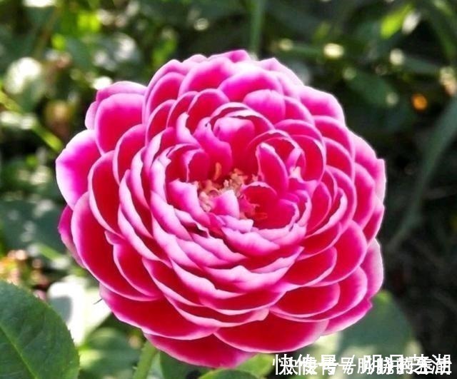 植株|这花开得太漂亮了，简直就是神仙颜值，难怪大家称它为“妖花”！