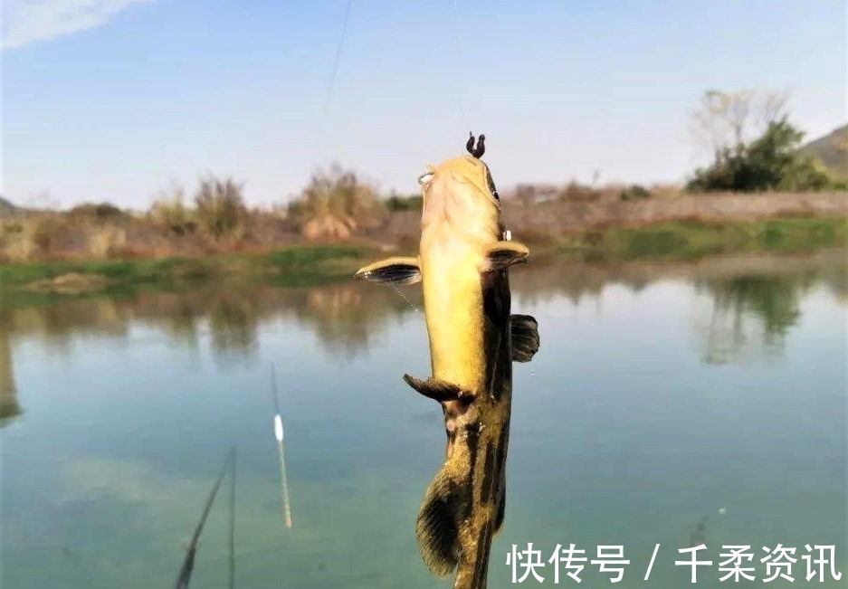 垂钓|钓这几种鱼不谈什么钓技,只要水里有鱼,一般人都会钓