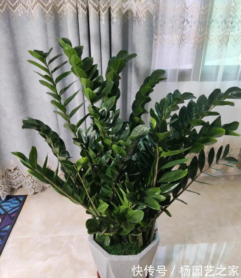 懒人|金钱树“很特殊”，土豆茎上挤满芽，懒人才能养好它