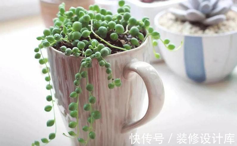 这5款多肉特适合新人盆栽,耐折腾,颜值高