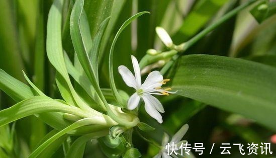 阳台养花,不妨试试此4款植物,花色艳丽灿烂无双,美观大气