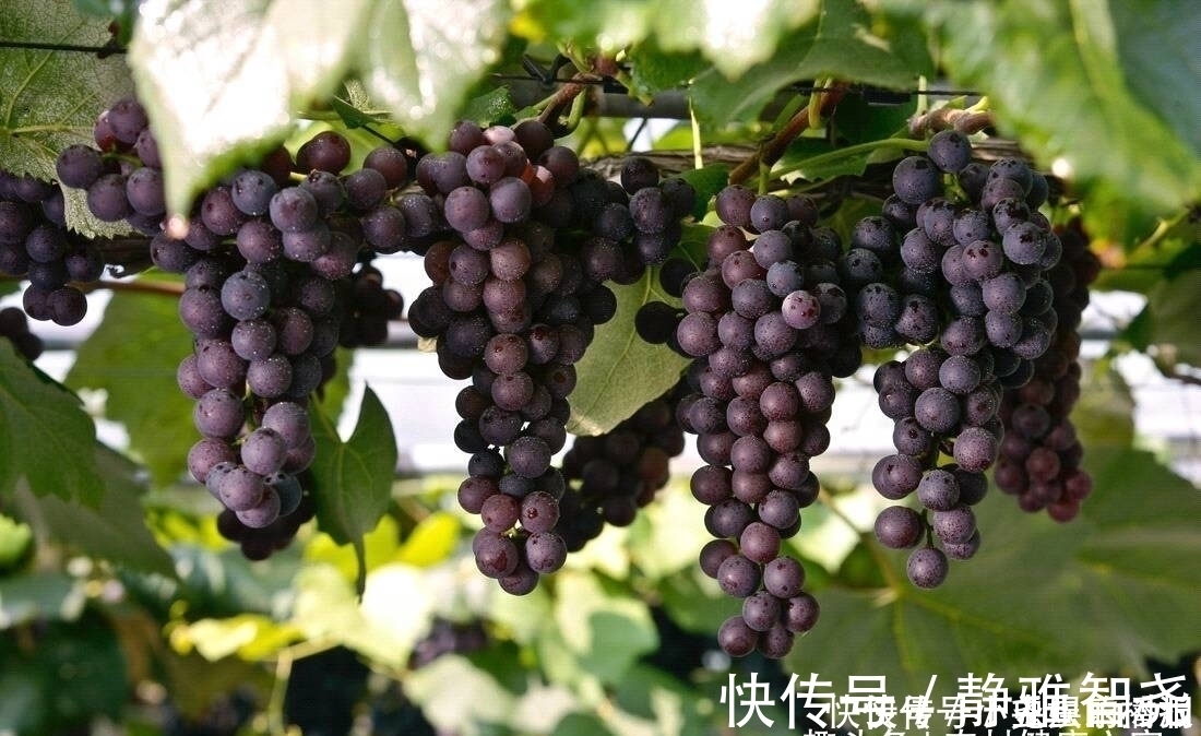 健康|常吃葡萄,好处多多,但切莫与一物同食,为了健康要早点了解