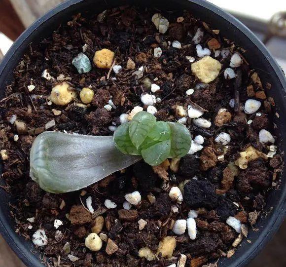 玉露徒长成“筷子”,找根线一拉,制服徒长不成问题!