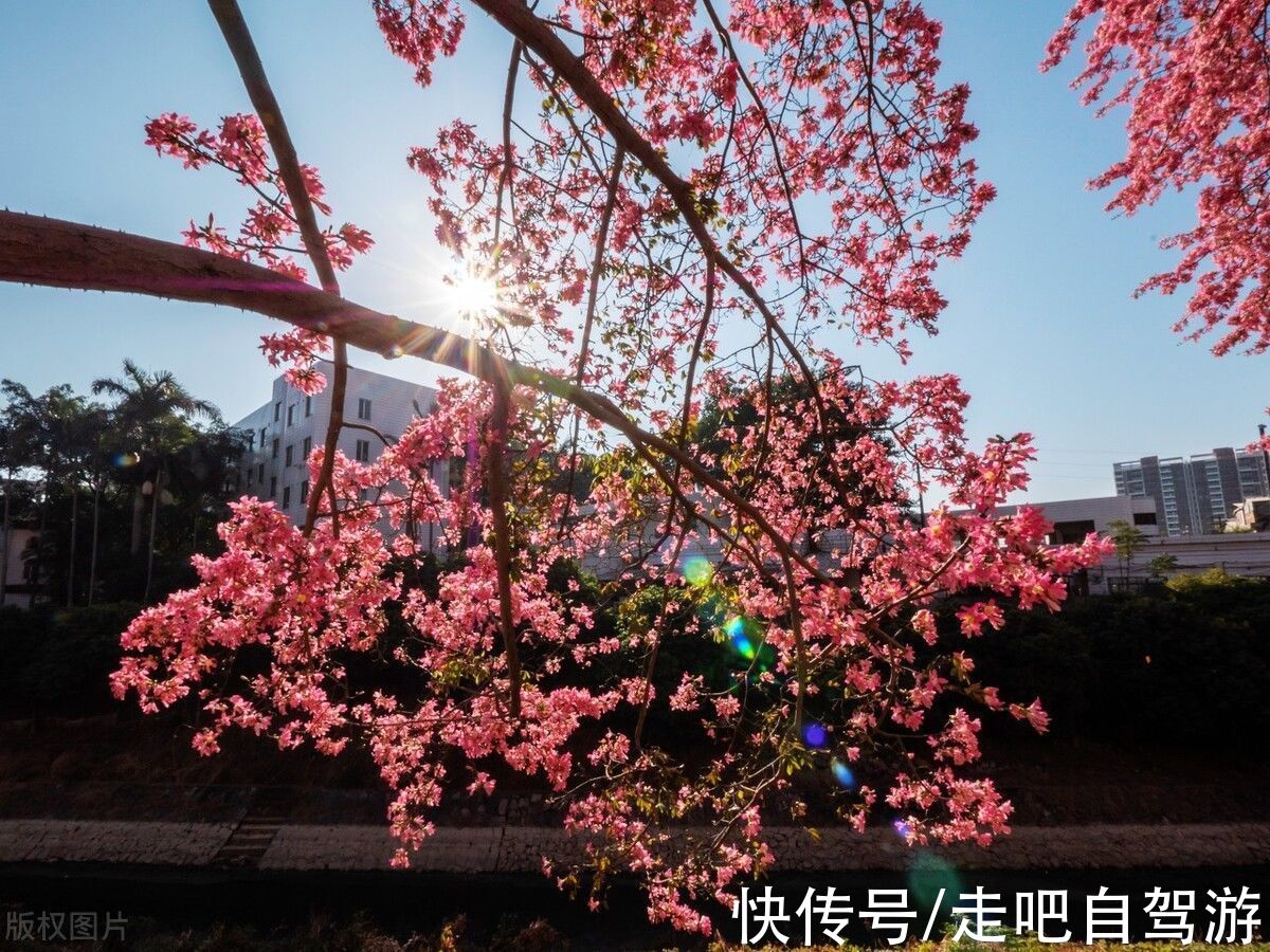 异木棉|这个自嘲只有夏天的省份，私藏了中国最丰满秋色，11、12月靓爆镜