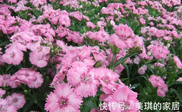 大花石竹大花石竹|养花试试这几款,尽量不要喷水,既可避免冲淋去花粉