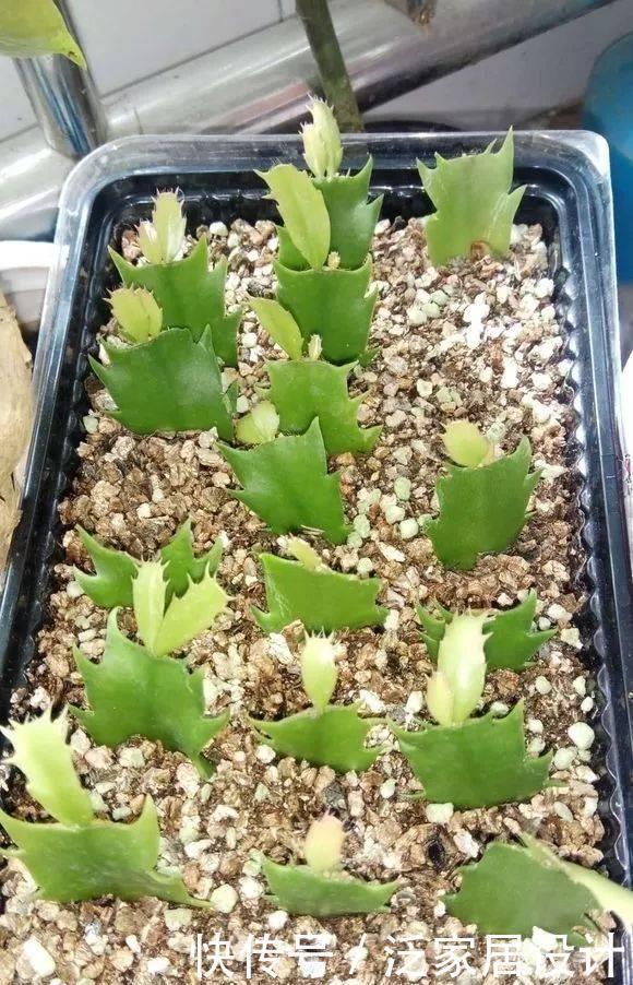 抓住春天扦插季,剪一个花枝,落地就生根,繁殖一堆小花苗