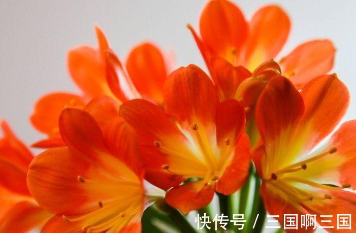 农历9月29日霜降后，养什么花？以下3种花，一帆风顺前程似锦