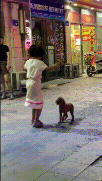 |搞笑GIF:看着别人家的狗子,我觉得今晚我想吃狗肉火锅