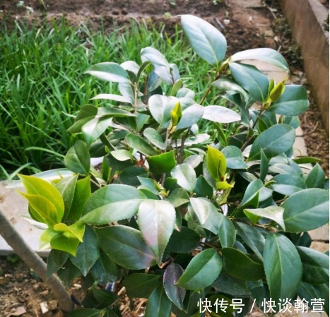 花苞|还在为茶花没开出花苞一事而苦恼？跟着我做这三步，马上变花枝