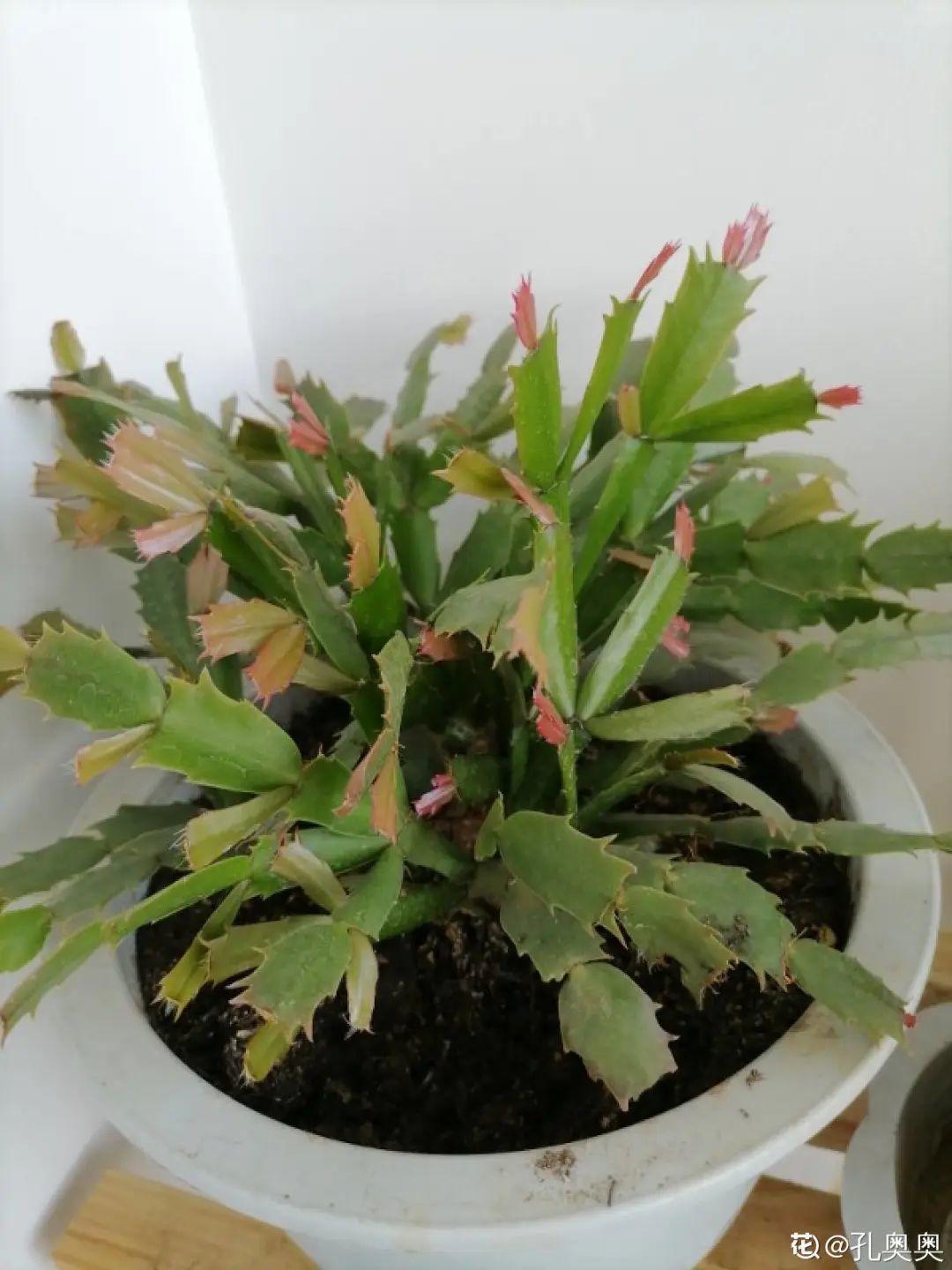 干枯|10种花特怕晒，越晒越黄叶，搬阴凉地儿才能活！