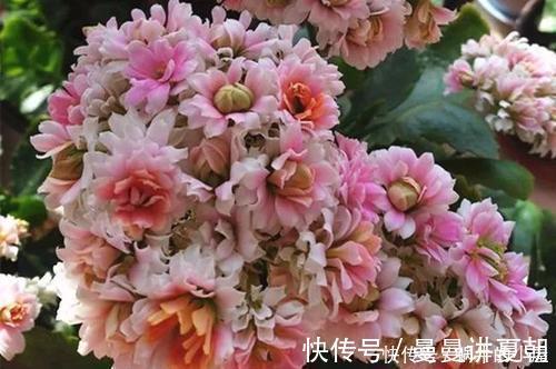 人养花，花也养人，摆上三种花，寓意好颜值好，对身心健康有好处