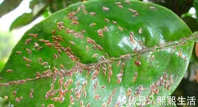 高锰酸钾|养花招了介壳虫,看着难受花卉长得差,怎么灭虫好方法教给你