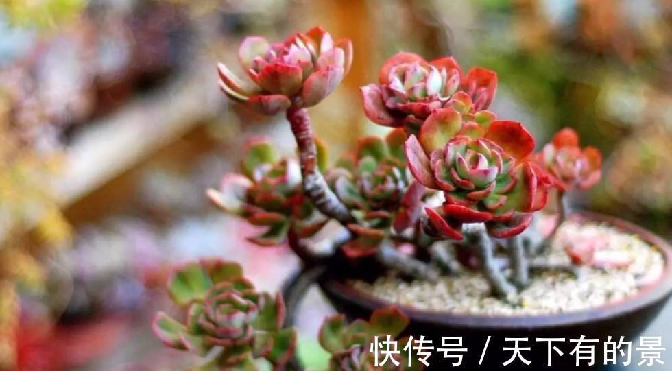 植株|秋天养多肉，5个要点要谨记，不然肉肉黄叶黑腐剩个空盆