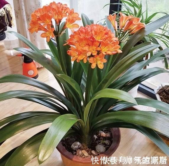 养护|李大姐养君子兰,开春切一刀,养60天,冒出9个芽,要爆盆了