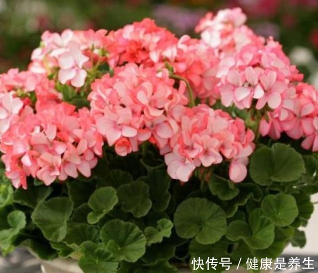 这几种植物就是“开花劳模”,一开就是大半年,美极了!