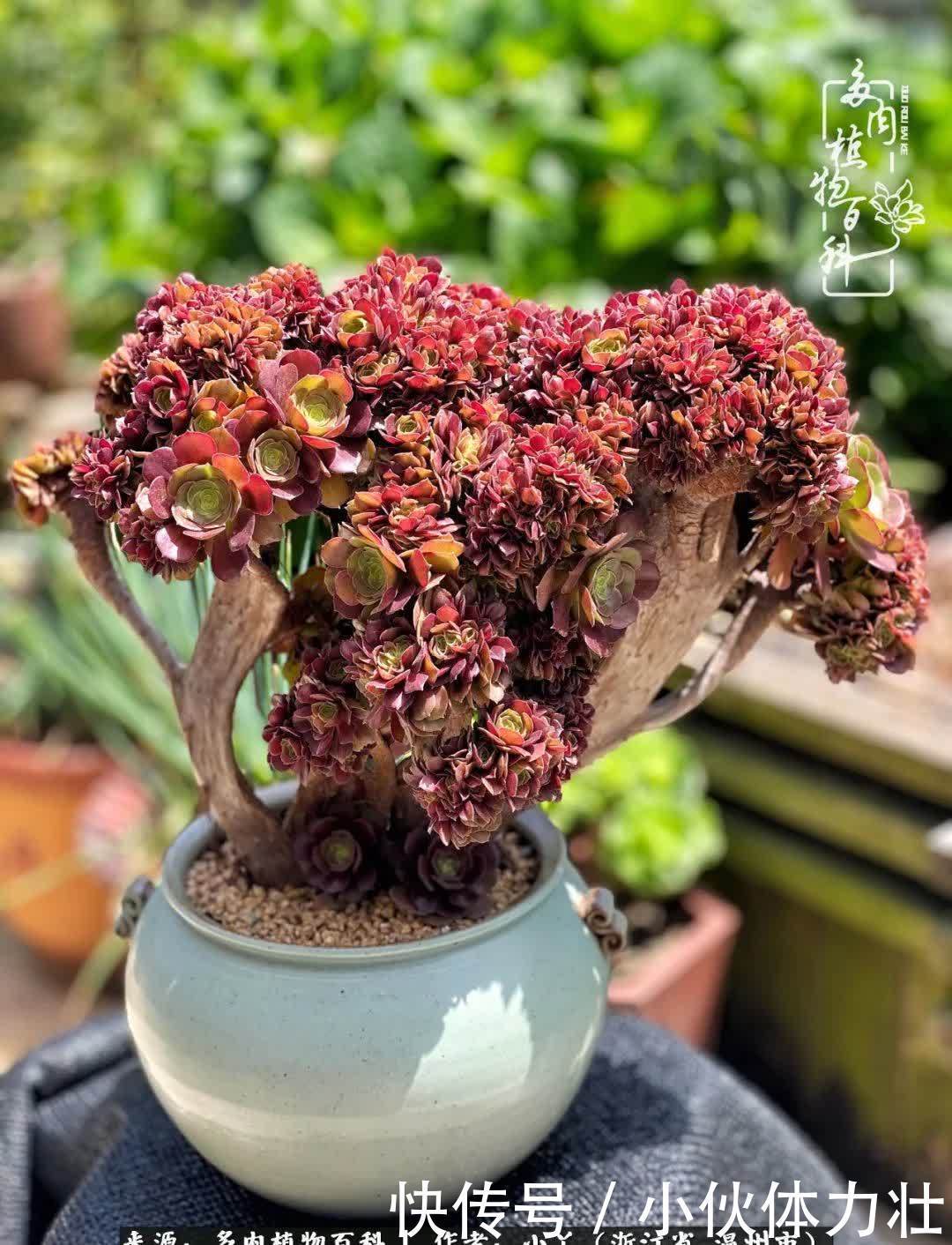 多肉|繁华落幕尽铅华,姹紫嫣红刹那,余生不长,因爱而芳华!