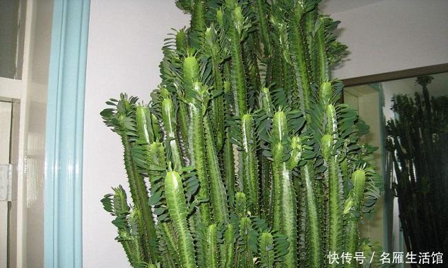 这几种“有毒”花,千万不要养,看见绕道走,别被外表所迷惑