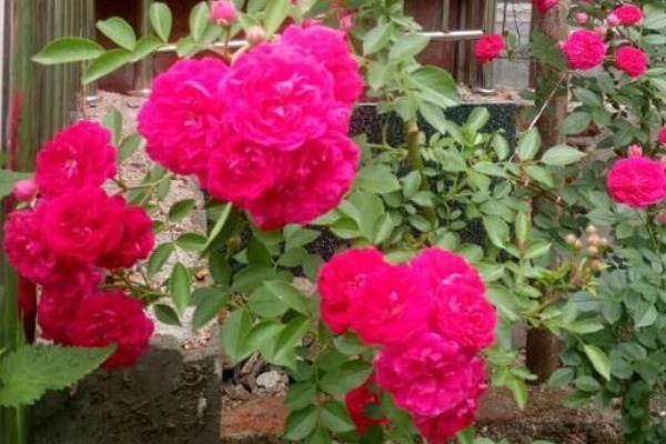 此花是代表了爱情的花，是爱情中的思念，也是寓意神圣的花