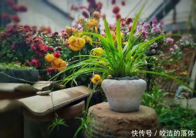 如莲似花,美好心情由你而始!