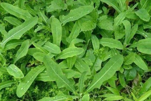 苦菜|以下四种野菜,常常被认为是田间杂草,却不知营养价值非常高!