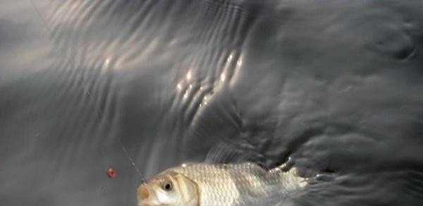 小鱼闹窝就不钓了记牢老钓友这“妙招”,上钩的全是大鱼,莫忽视