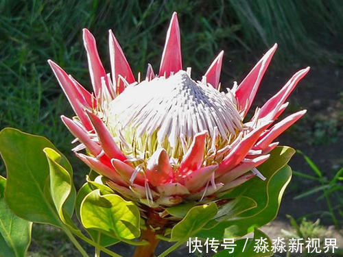 吉祥|此花是花中的帝王，代表的是胜利和团圆，有着富贵吉祥的寓意