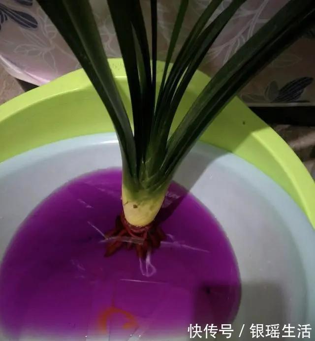 养花30年老花匠的5个“小秘方”赶紧学起来再也不怕养花出问题了