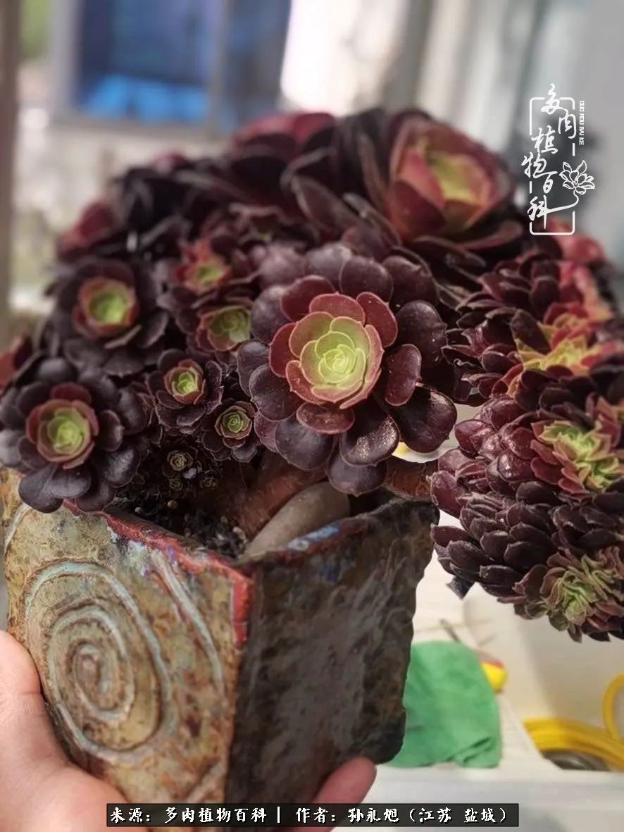 养多肉三年多九万里悟道，终归诗酒田园！