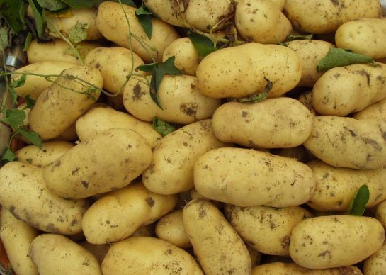 张晔|1土豆胜10苹果!降血脂、降血压、控血糖!3种吃法,功效翻倍