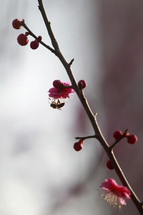 梅花|临沂：百花争艳春满园