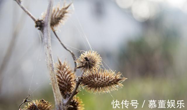 神农本草经|一毒物被称“上通脑顶，下行足膝”，可散风寒，通鼻窍，祛风湿