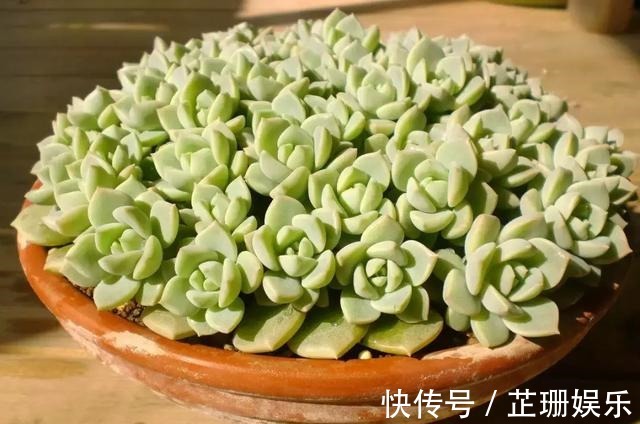 3个小技巧,多肉豆芽苗,一口气变多头群生,最短只要3个月