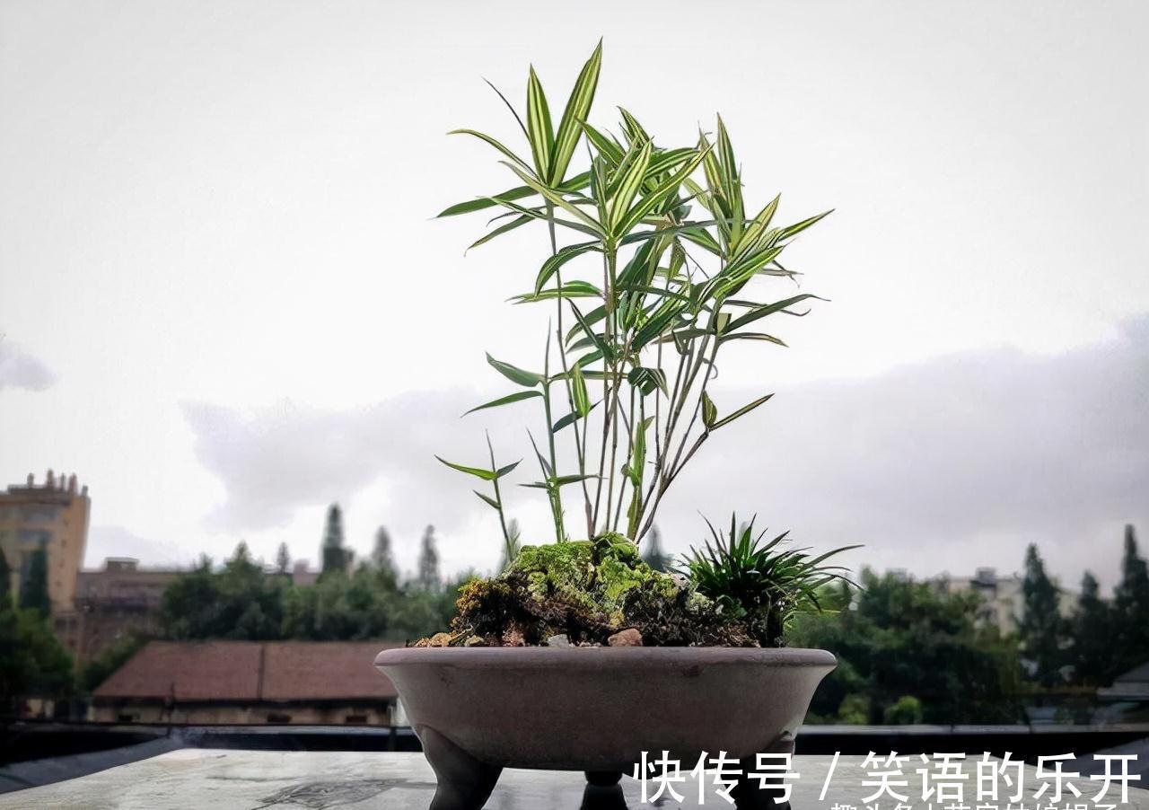 竹子会开花，不能养？错，这3种竹子可以养在室内，比花还好看