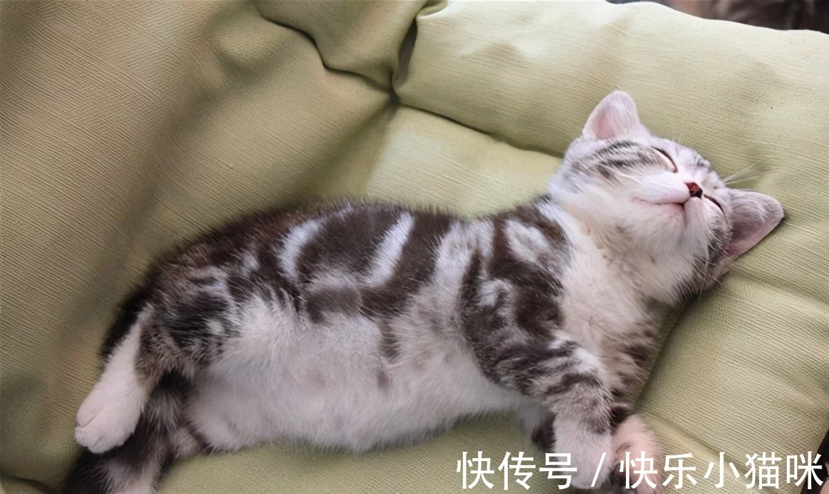 喜欢聪明的猫，一定不能错过美国短毛猫，5个优点让你沦陷