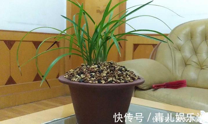花友们|家中的兰花盆栽多年不开花,究其原因,不过是这3点没做好罢了
