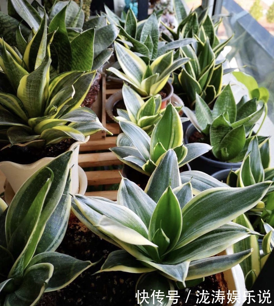 花盆|她养的虎皮兰，三年长到2米高，秘诀只有2个，花友虎皮兰巨无霸