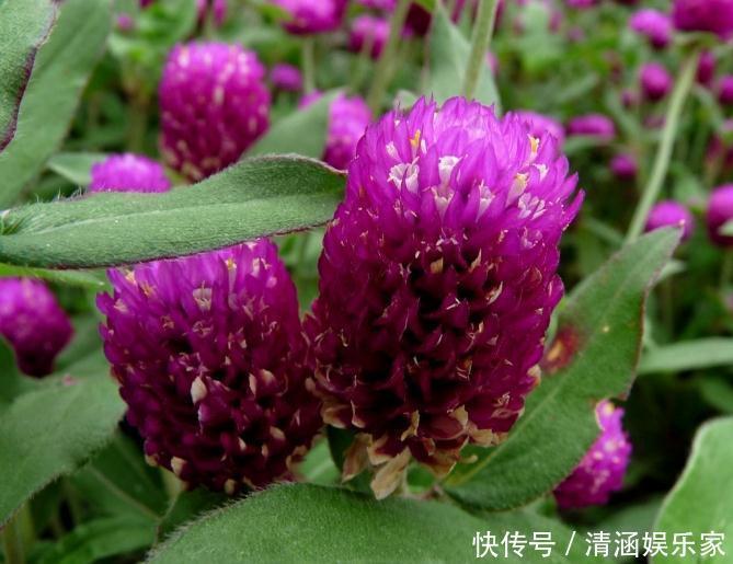 客厅|客厅养盆“千日红”,花朵鲜艳、不“凋零”,一养就是几十年