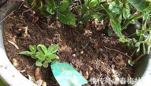 养花就用“它”,比生根水、生根粉要厉害“1倍”,养啥都能旺