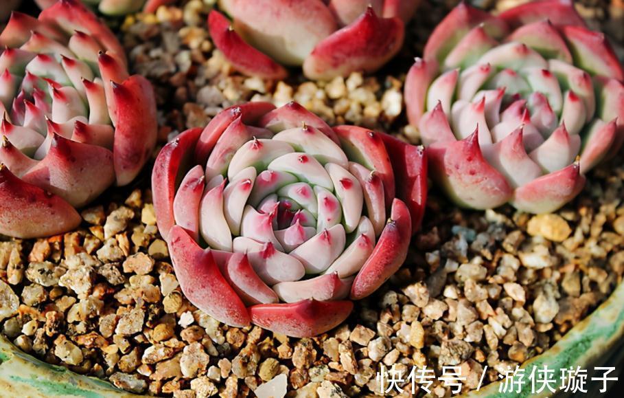 喜欢养多肉,天冷莫错过这3样,好活又漂亮,盆栽上色出状态易