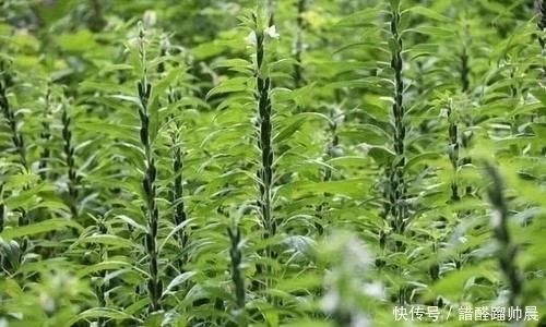 宝贝|很多人只吃种子，实际上叶子才是宝贝，现如今20元1斤供不应求