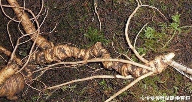 植物|这珍贵植物,请你辨认好植株,若谁到你家乡采挖,一定要制止