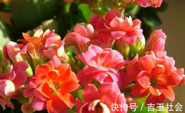 养不好花推荐1个小配方,叶绿花艳长得旺,年年花开效果好