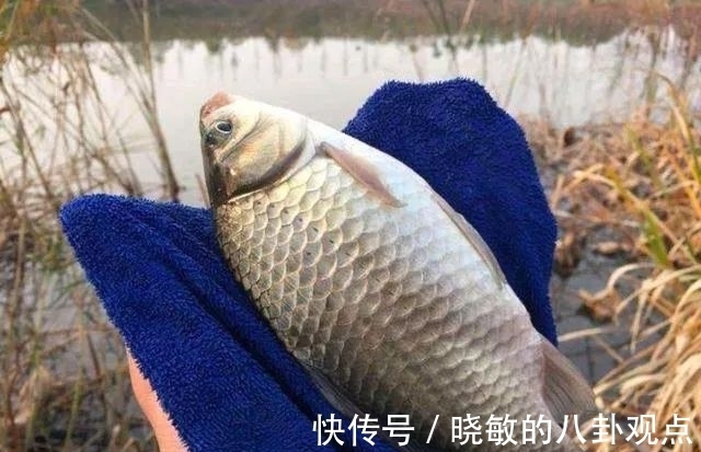 秋钓大鲫鱼7大招式，让爆护来得更容易些！