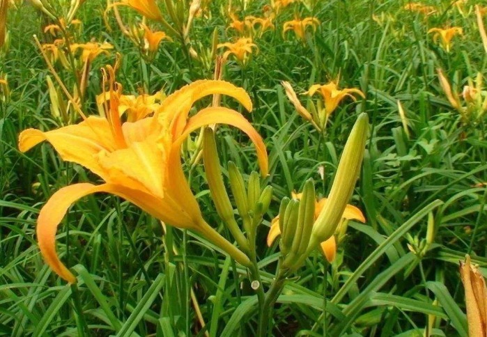 寒滞腹痛|田间地头的4种野菜，清热解毒、治愈虚寒，味道还很好！