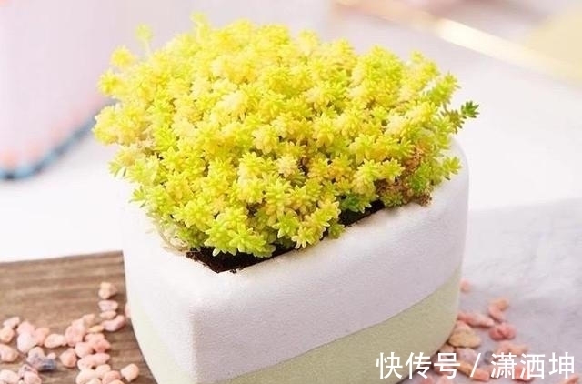 浇水|爱上多肉爱上生活,这7款寓意招财的品种,爱财之人都会养一盆